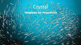  Presentation with fish ocean - Amazing slides having sardines-fish-underwater-in-ocean backdrop and a teal colored foreground