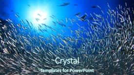  Presentation with sardines - Presentation theme consisting of sardines fish underwater background and a ocean colored foreground