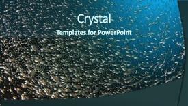  Presentation with sardines - PPT theme enhanced with sardines fish underwater background and a ocean colored foreground