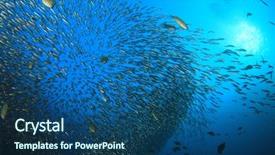  Presentation with philippines environment - Presentation design with philippines environment - sardines fish underwater background and a ocean colored foreground