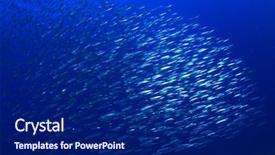  Presentation with sardines - Slide set featuring sardines school in ocean background and a navy blue colored foreground