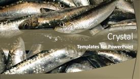  Presentation with sardines - Colorful PPT theme enhanced with sardines backdrop and a coral colored foreground