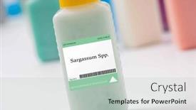  Presentation with microalgae - Slide set enhanced with sargassum-spp-microalgae-a-brown background and a light gray colored foreground