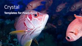  Presentation with giant bible cartoon - Presentation with sargocentron-spiniferum-giant-squirrelfish-swims background and a navy blue colored foreground