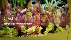  Presentation with trumpet - Slides enhanced with white pitcherplant is a carnivorous background and a tawny brown colored foreground