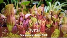  Presentation with trumpet - Presentation theme having sarracenia leucophylla also known as the crimson pitcherplant purple trumpet-leaf or white pitcherplant is a carnivorous plant in the genus sarracenia background and a tawny brown colored foreground