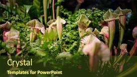  Presentation with trumpet - Slide set consisting of sarracenia-leucophylla-also-known background and a tawny brown colored foreground