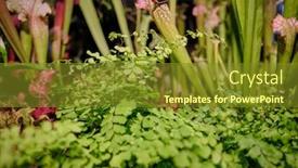  Presentation with trumpet - PPT theme with sarracenia-leucophylla-also-known background and a tawny brown colored foreground