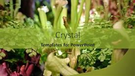  Presentation with trumpet - Slide deck having sarracenia-leucophylla-also-known background and a gold colored foreground