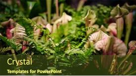  Presentation with trumpet - Slide set featuring sarracenia-leucophylla-also-known background and a tawny brown colored foreground