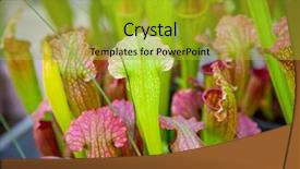  Presentation with plants - Theme featuring sarracenia pitcher plants background and a gold colored foreground