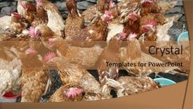  Presentation with chicken - Colorful presentation theme enhanced with grippe aviaire - group of chicken feeding off backdrop and a coral colored foreground