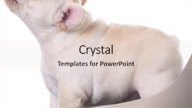  Presentation with puppy - Beautiful PPT layouts featuring sassy - french bulldog puppy barking isolated backdrop and a  colored foreground