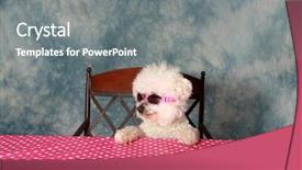  Presentation with best of breed - PPT theme with sassy - pure breed bichon frise is background and a gray colored foreground