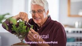  Presentation with bonsai - Presentation design enhanced with satisfied-senior-man-trimming background and a wine colored foreground