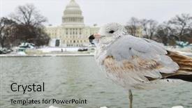  Presentation with seagull - Audience pleasing theme consisting of saturate - washington dc in winter backdrop and a light gray colored foreground