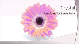 Presentation with gerbera daisy pink flower - Presentation design with saturation-luminosity-color-gerbera-flower background and a lavender colored foreground