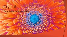  Presentation with color - Slide deck enhanced with saturation-luminosity-color-gerbera-flower background and a red colored foreground