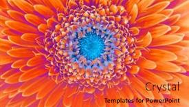  Presentation with gerbera daisy pink flower - Presentation design enhanced with saturation-luminosity-color-gerbera-flower background and a red colored foreground