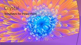  Presentation with gerbera daisy pink flower - Cool new slides with saturation-luminosity-color-gerbera-flower backdrop and a coral colored foreground