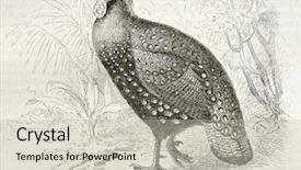  Presentation with old - Colorful slides enhanced with satyr-tragopan-old-illustration-tragopan backdrop and a soft green colored foreground