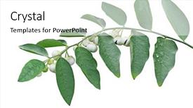  Presentation with gooseberry - Cool new presentation design with sauropus androgynus also known as katuk star gooseberry pucuk manis or sweet leaf with fruit isolated on white background backdrop and a white colored foreground