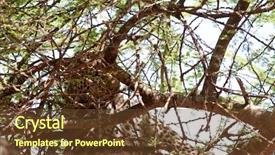  Presentation with joshua tree national park - Presentation theme having savana - closeup of a leopard up background and a tawny brown colored foreground