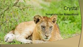  Presentation with landscapes of savanna serengeti tanzania - Beautiful theme featuring savana - closeup of a lion cub backdrop and a yellow colored foreground
