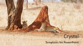  Presentation with african lion in kruger national - Presentation having savana - closeup of a lion pride background and a coral colored foreground