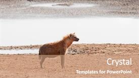  Presentation with scientific police - PPT layouts having savana - closeup of spotted hyena scientific background and a coral colored foreground
