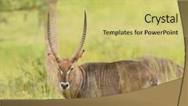  Presentation with name - Amazing PPT layouts having savana - closeup of waterbuck scientific name backdrop and a yellow colored foreground