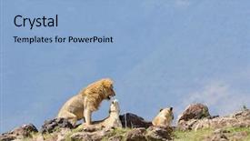  Presentation with lions - PPT theme consisting of savana - lions copulating scientific name panthera background and a light blue colored foreground