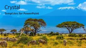  Presentation with grazing - Cool new slide set with savana - zebo herd grazing backdrop and a cyan colored foreground