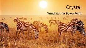  Presentation with africa safari - Audience pleasing slide set consisting of savanna at sunset africa backdrop and a yellow colored foreground