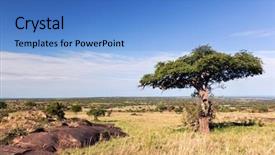  Presentation with single tree - Cool new slide set with savanna bush landscape of africa backdrop and a teal colored foreground