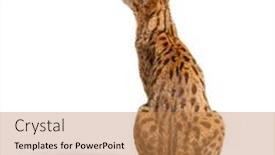  Presentation with savannah - Presentation theme with savannah-f1-cat background and a coral colored foreground