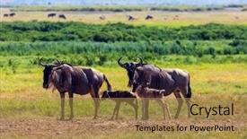  Presentation with savannah - Presentation theme with savannah the newborn calf background and a gold colored foreground