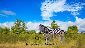  Presentation with africa tourism - Slide set enhanced with savannah-zebra-lives-in-southern background and a gold colored foreground