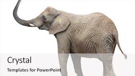  Presentation with elephant - Colorful theme enhanced with save animal - african elephant loxodonta africana backdrop and a white colored foreground