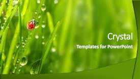  Presentation with dew - Beautiful slide deck featuring save animal - fresh morning dew backdrop and a tawny brown colored foreground