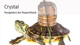  Presentation with funny animal - Presentation theme with save animal - funny turtle carrying a stack background and a white colored foreground
