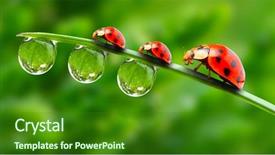  Presentation with ladybugs - Slides having save animal - ladybugs family on a dewy background and a forest green colored foreground
