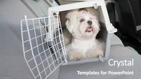  Presentation with car seat - PPT theme featuring save animal - small dog maltese sitting safe background and a gray colored foreground