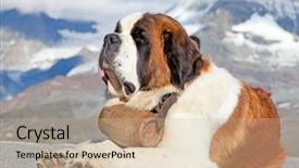  Presentation with ready - Cool new slide set with save animal - st bernard dog with keg backdrop and a mint green colored foreground