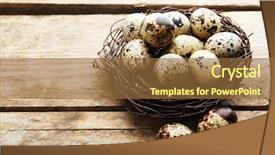  Presentation with bird eggs - Slides consisting of bird eggs in nest background and a tawny brown colored foreground