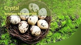  Presentation with bird eggs - Slides enhanced with bird eggs in nest background and a tawny brown colored foreground