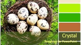  Presentation with bird eggs - Amazing PPT layouts having save birds - bird eggs in nest backdrop and a tawny brown colored foreground