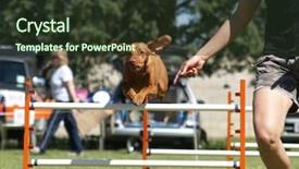  Presentation with ears - Presentation theme enhanced with save dog - got to love the ears background and a  colored foreground