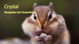  Presentation with save - Presentation with save food - squirrel background and a tawny brown colored foreground