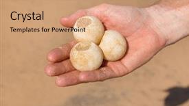  Presentation with hatchery - Presentation design having soct saving - man's hand holding three turtle background and a coral colored foreground